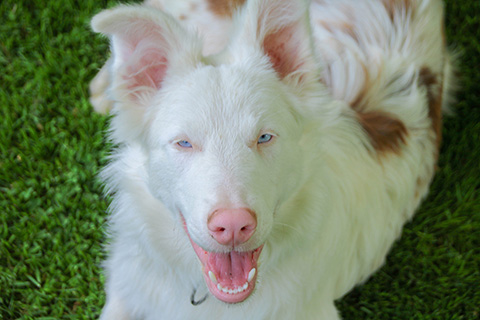Hundewiese Eickhorst