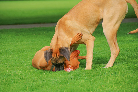 Hundewiese Eickhorst