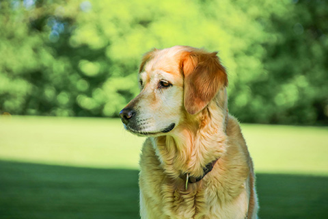 Hundewiese Eickhorst