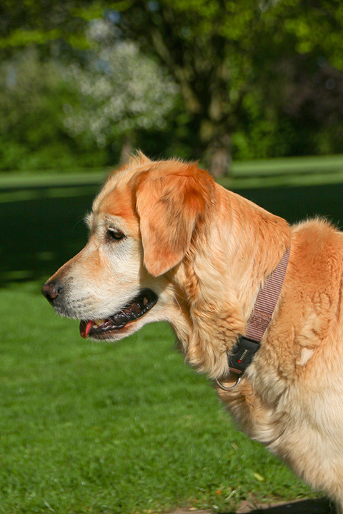 Hundewiese Eickhorst