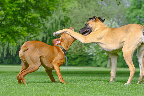 Hundewiese Eickhorst