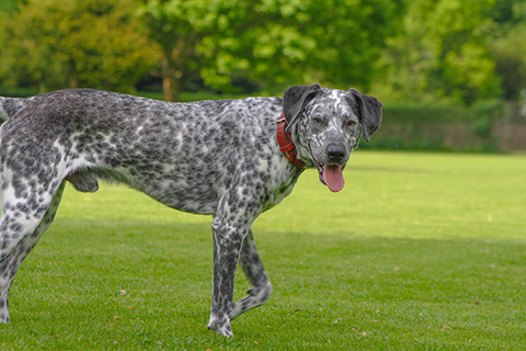 Hundewiese Eickhorst