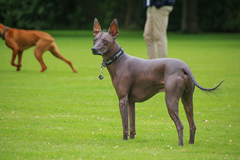 Hundewiese Eickhorst