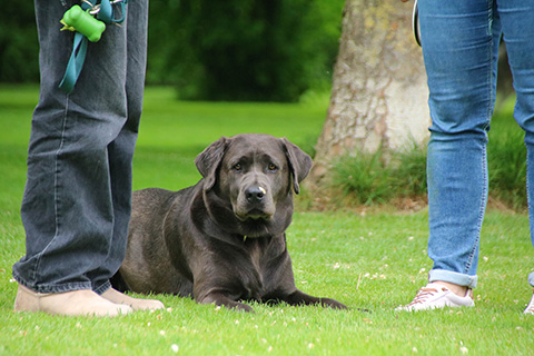 Hundewiese Eickhorst