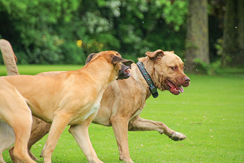 Hundewiese Eickhorst