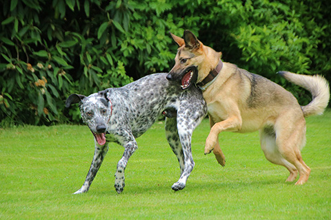 Hundewiese Eickhorst