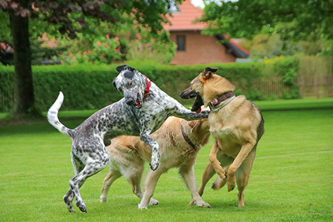 Hundewiese Eickhorst