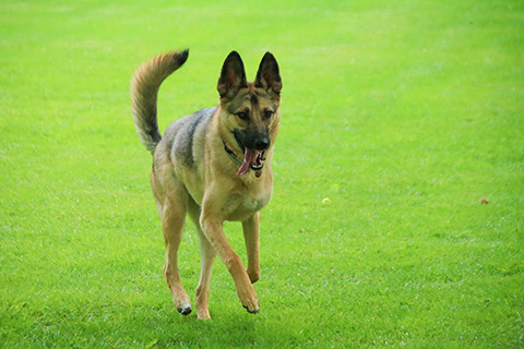 Hundewiese Eickhorst