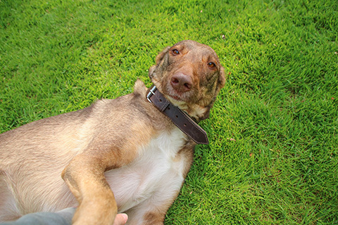 Hundewiese Eickhorst