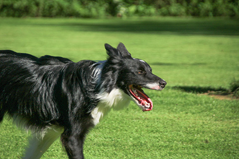 Hundewiese Eickhorst