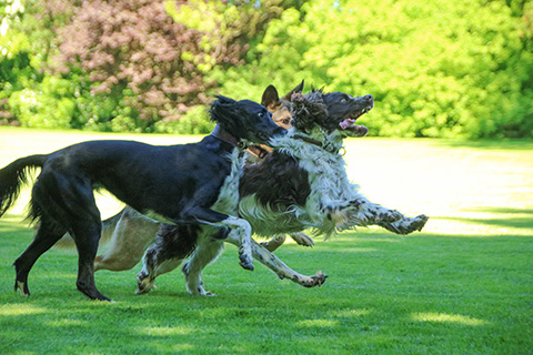 Hundewiese Eickhorst