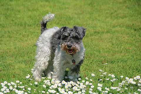 Hundewiese Eickhorst