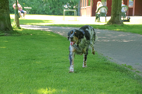 Hundewiese Eickhorst