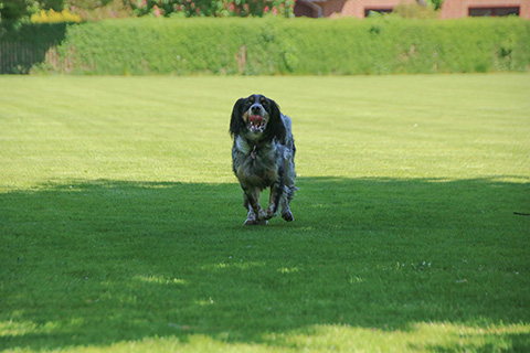 Hundewiese Eickhorst