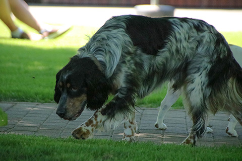 Hundewiese Eickhorst