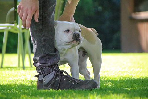 Hundewiese Eickhorst