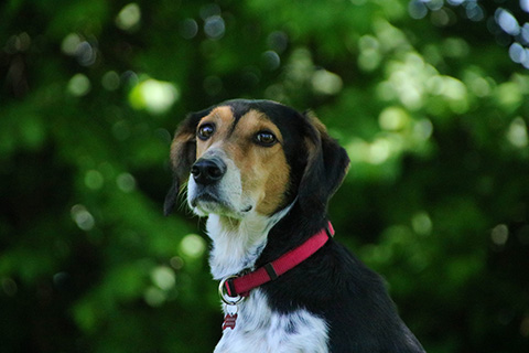 Hundewiese Eickhorst