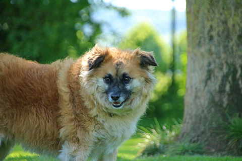 Hundewiese Eickhorst