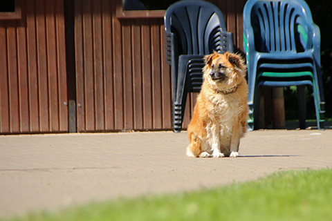 Hundewiese Eickhorst