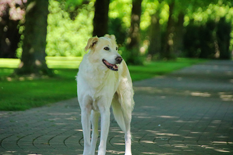 Hundewiese Eickhorst