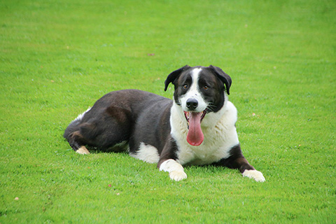 Hundewiese Eickhorst