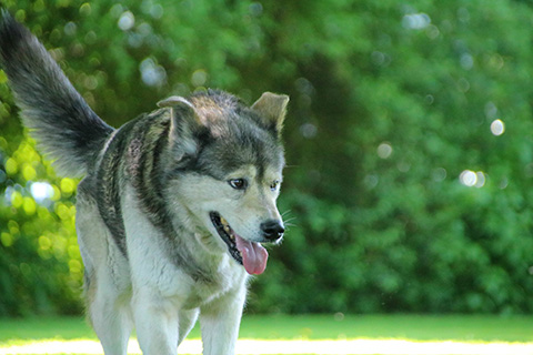 Hundewiese Eickhorst