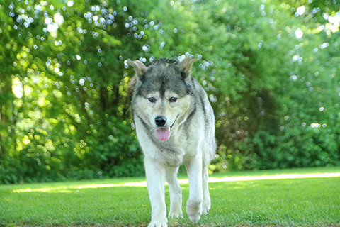 Hundewiese Eickhorst