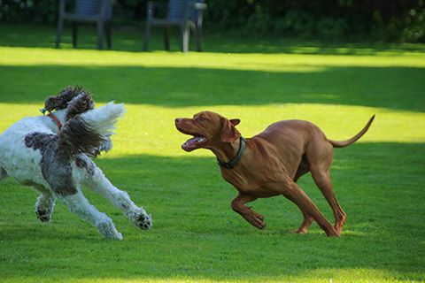 Hundewiese Eickhorst