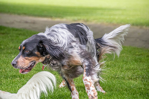Hundewiese Eickhorst