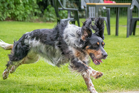 Hundewiese Eickhorst