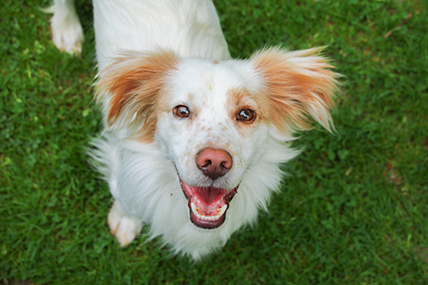 Hundewiese Eickhorst