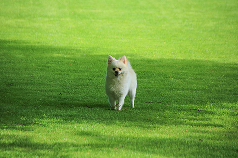 Hundewiese Eickhorst